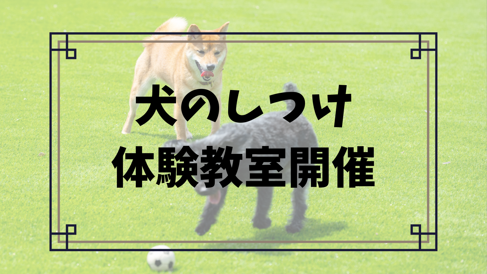 【1/10(土)】第2回犬のしつけ体験教室を開催いたします🐶