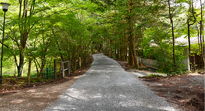 森の中の小路